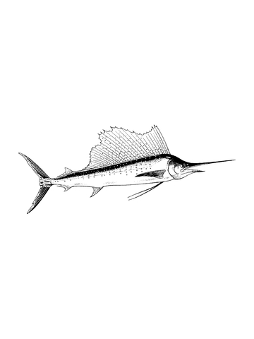 Realistic Blue Marlin Coloring Page